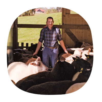 Peter Mangold inmitten seiner Schafe