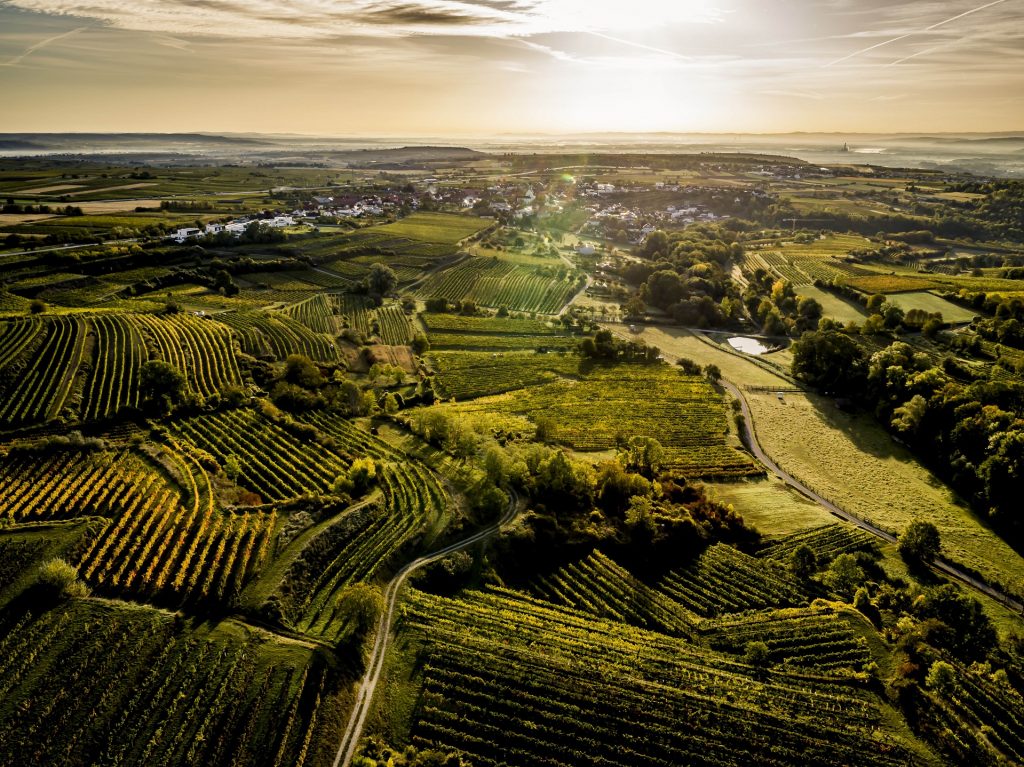 Luftaufnahme grüne hügelige Weinberge bei tiefstehender Sonne
