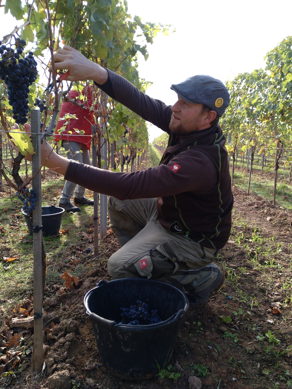 Philipp Wedekind bei der Weinernte