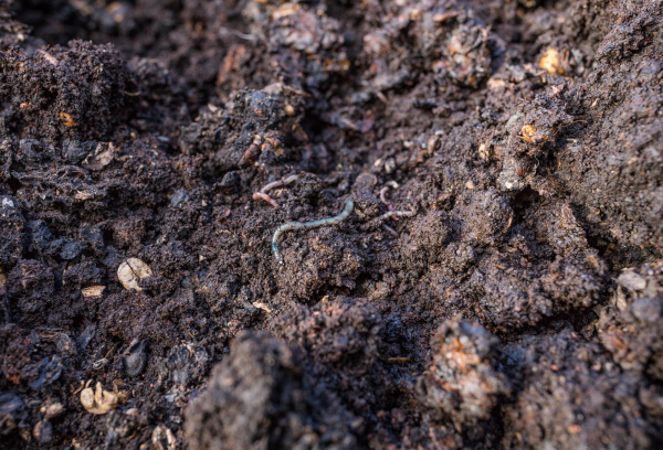 Eine Hand gräbt in lockerem Humus